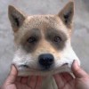 K CDADA-【TITAIKE】T太科网