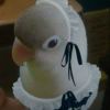pigeonii-【TITAIKE】T太科网