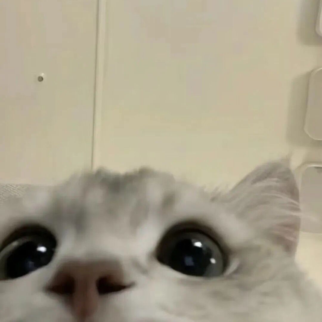 qq_生态系统77