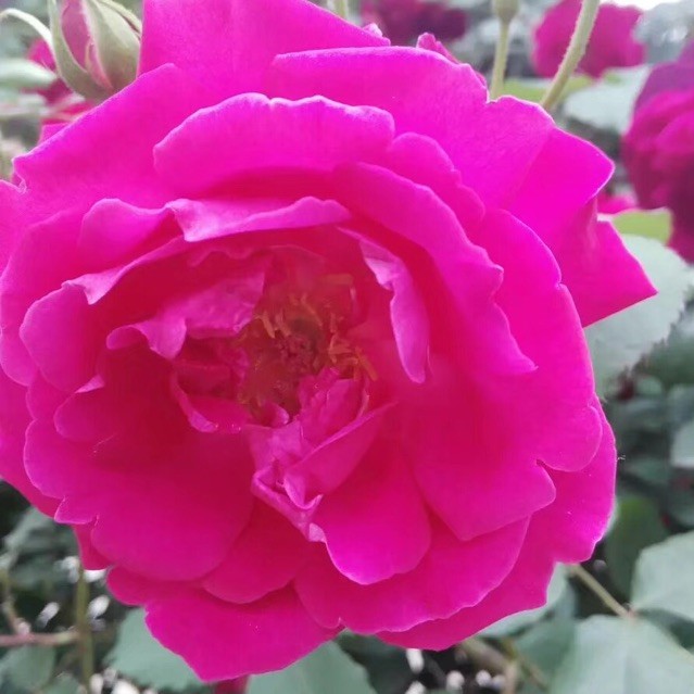 qq_伊斯兰11