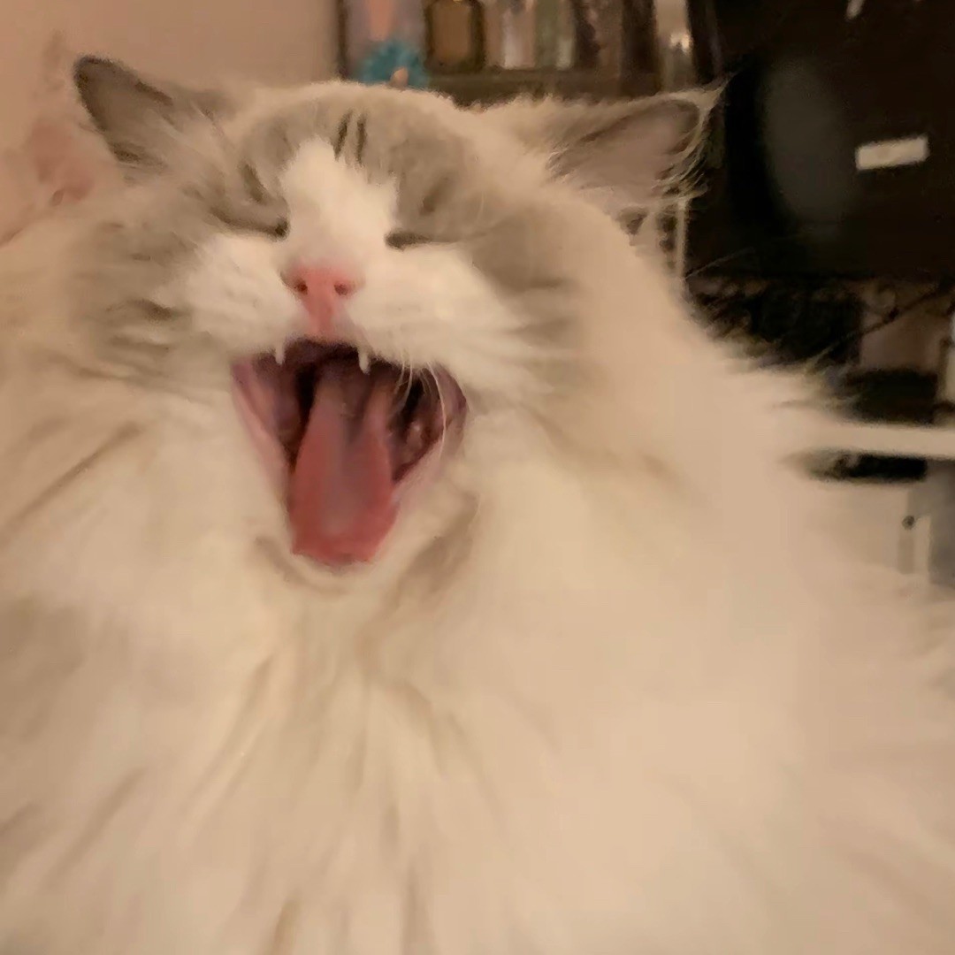 小猫柠檬茶