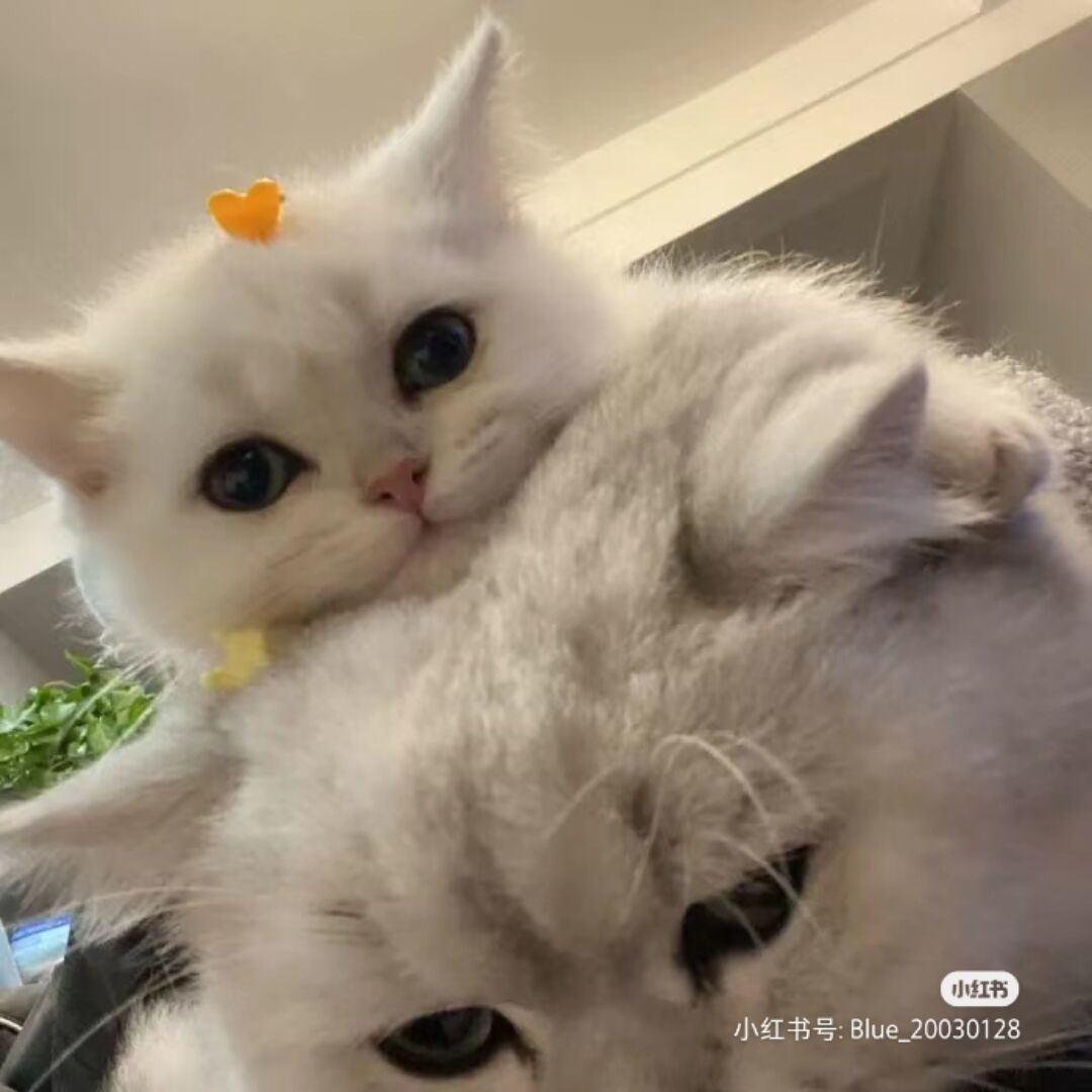 qq_蛋蛋。11