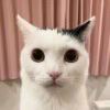 mmgmmg-【TITAIKE】T太科网