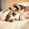 "…小猪快跑"-LSPosed中文网