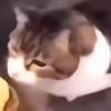 深沉猫猫-【TITAIKE】T太科网