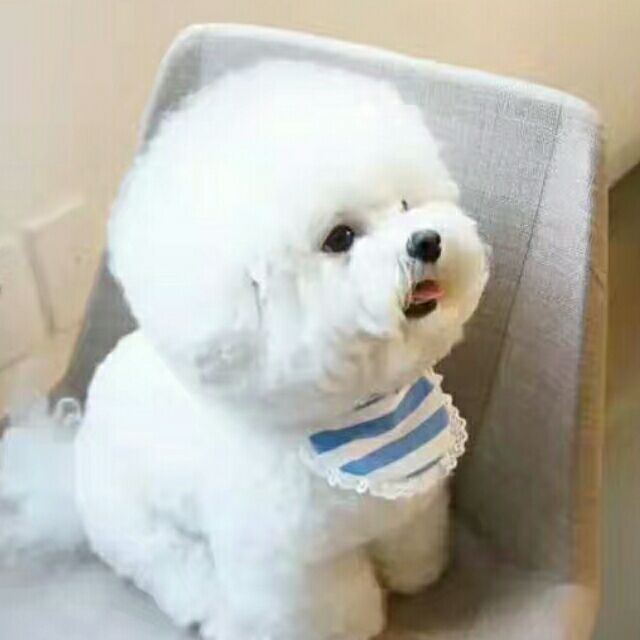 那个菊