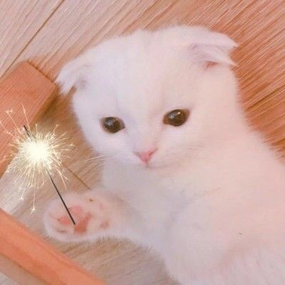 qq_天使59