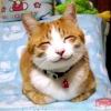 大大大大大大大大大大猫猫-【TITAIKE】T太科网
