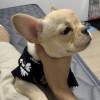 莱哥