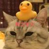 hy66-【TITAIKE】T太科网