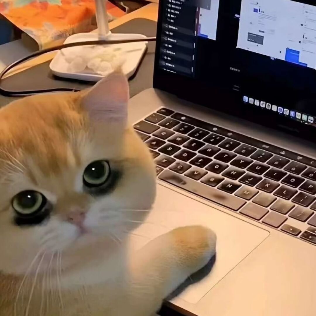 qq_瑞典狐歌86