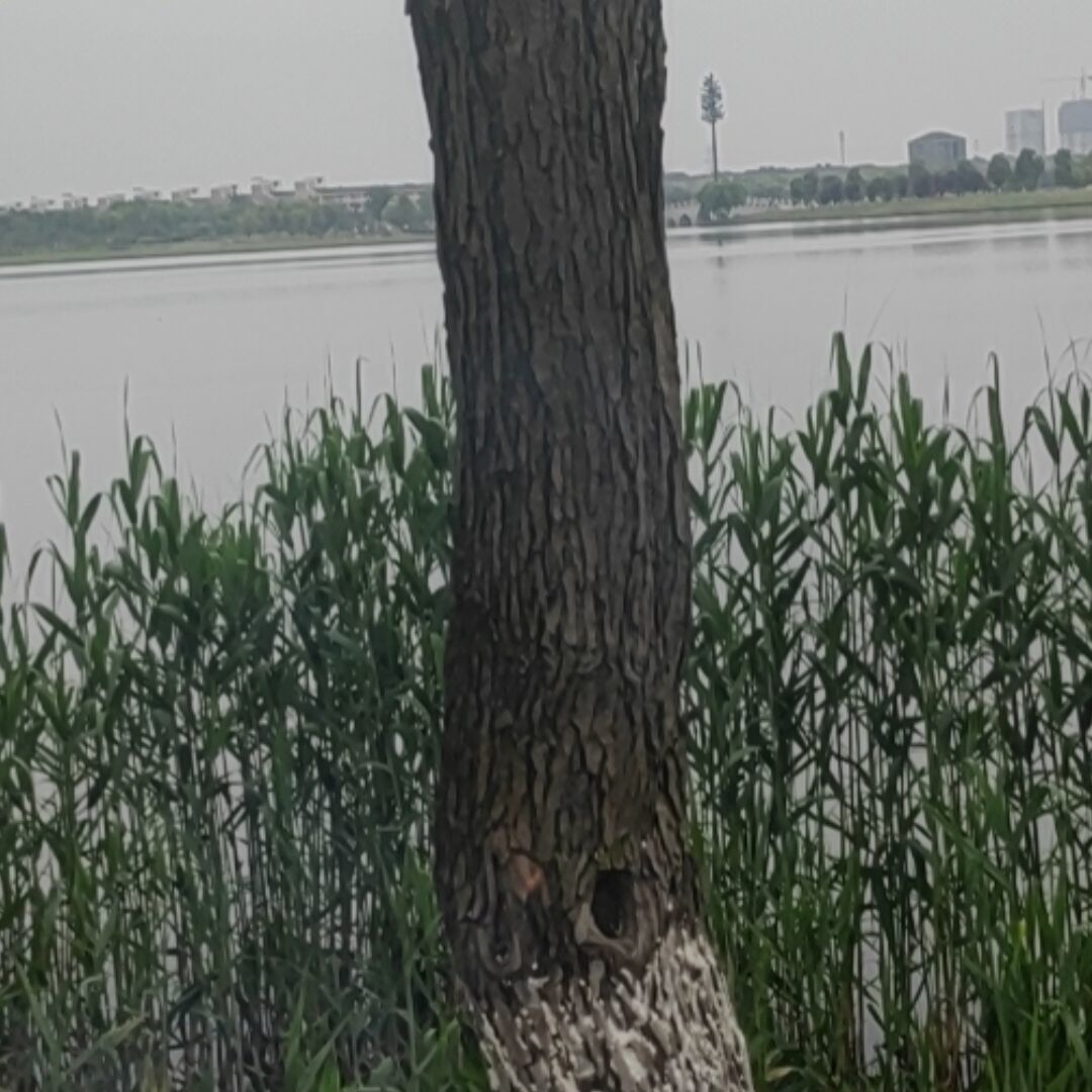 无为