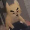 NekoCat-【TITAIKE】T太科网