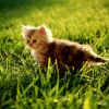 小龙猫仔