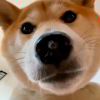 113355oo-【TITAIKE】T太科网