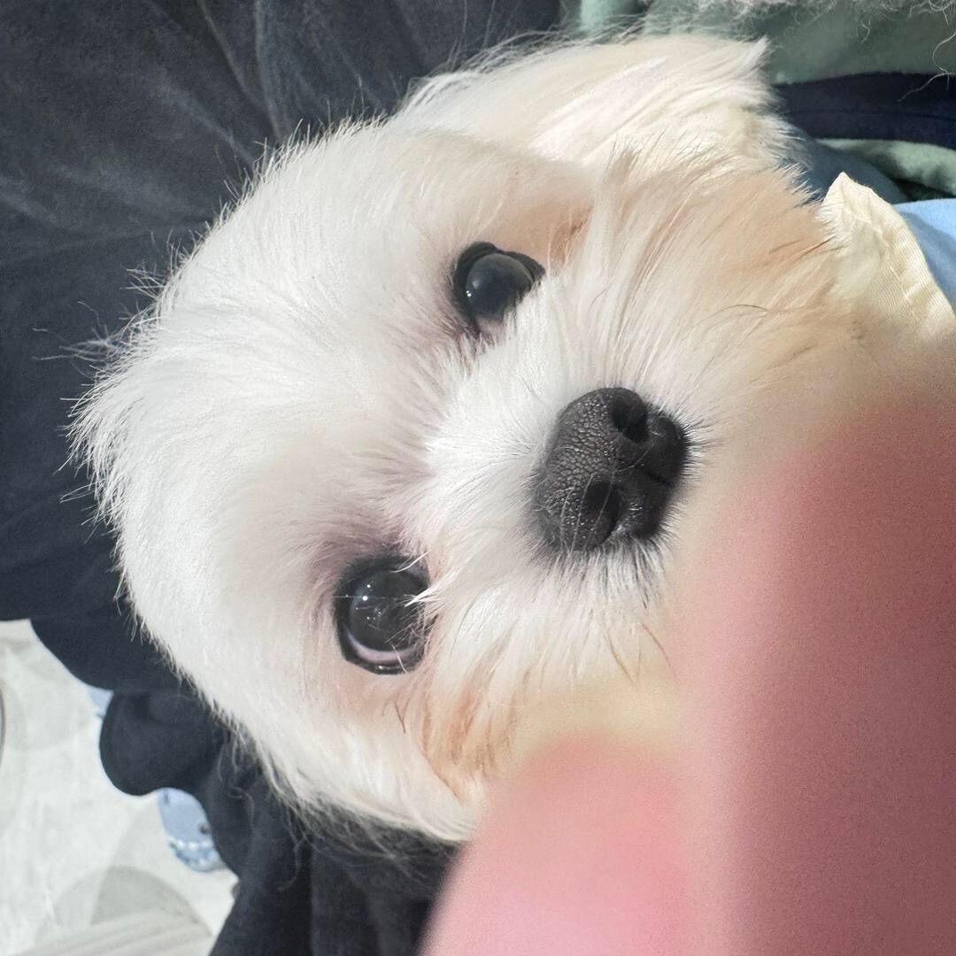 qq_ᴳᵉⁿᵗˡᵉⁿᵉˢˢ18