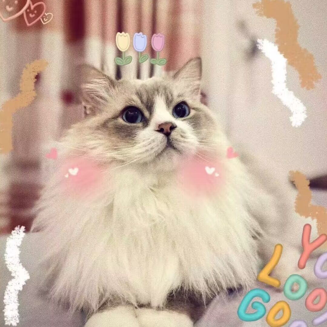 qq_淮20