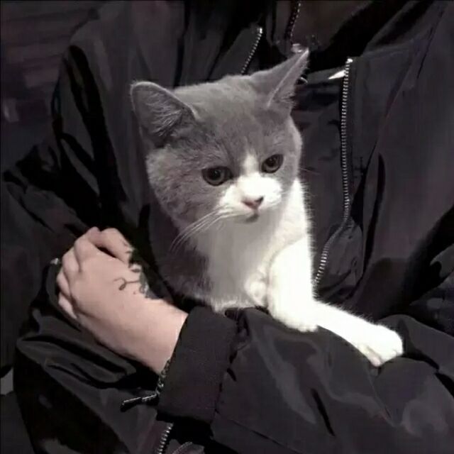 qq_心海的猫73