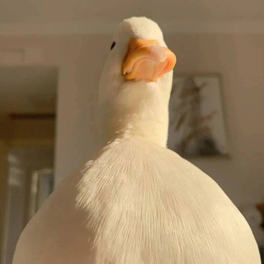 qq_百事31