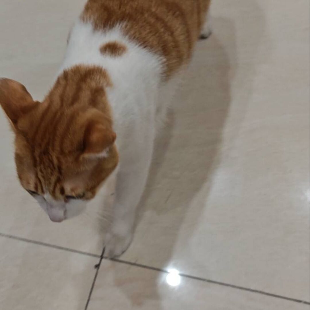 qq_78591