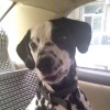 莎朗嘿呦，发布寻狗启示热爱宠物狗狗，希望流浪狗回家的狗主人。
