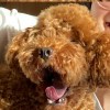 贺朝夫斯基wan，发布寻狗启示热爱宠物狗狗，希望流浪狗回家的狗主人。