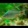 小海豚_66801843