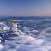 小海豚_66608657