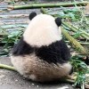 呆萌可爱美少女