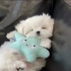 南枝吖。