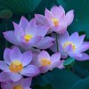 晓风寒月