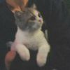 Meowグ~mmp　