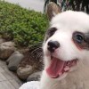 颜zonggong