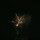 fairy-