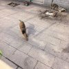 芒果的头像