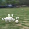 苦笑风度的头像