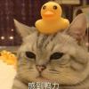 夏 安好的头像