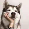 笙歌的头像