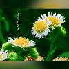 一千零一夜的头像