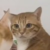 扶虞的头像