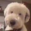 龙猫2号的头像