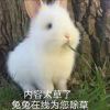 略略略的头像