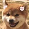猪同学的头像