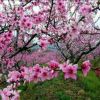 你想去桃花岛吗的头像