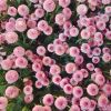 ╰☆敏儿☆╮的头像