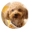 禅雲茶清，发布寻狗启示热爱宠物狗狗，希望流浪狗回家的狗主人。