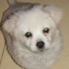 乌江十五兄，发布寻狗启示热爱宠物狗狗，希望流浪狗回家的狗主人。