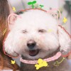 这碗面