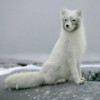 snow_fox