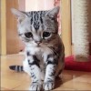 野生搬砖秦